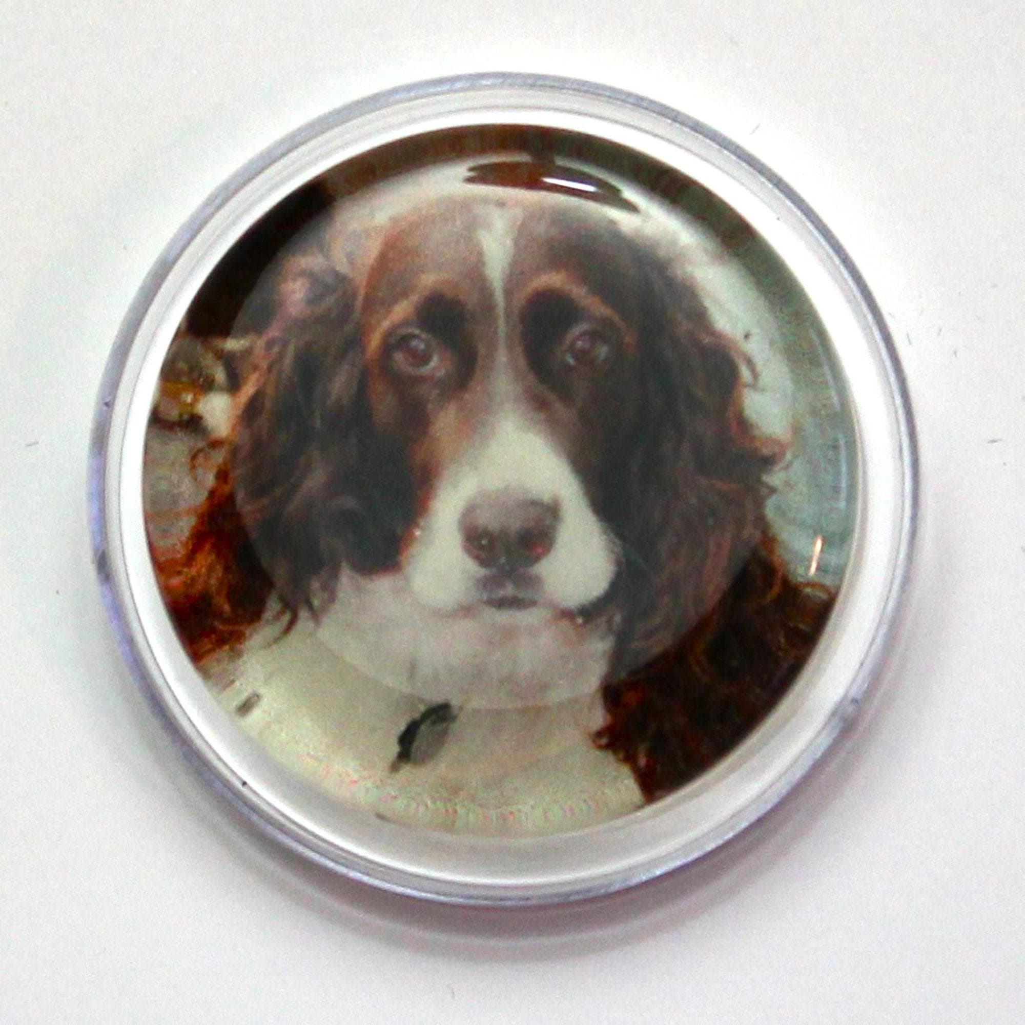 Rosin For Violin & More: Music & Dog Accessories